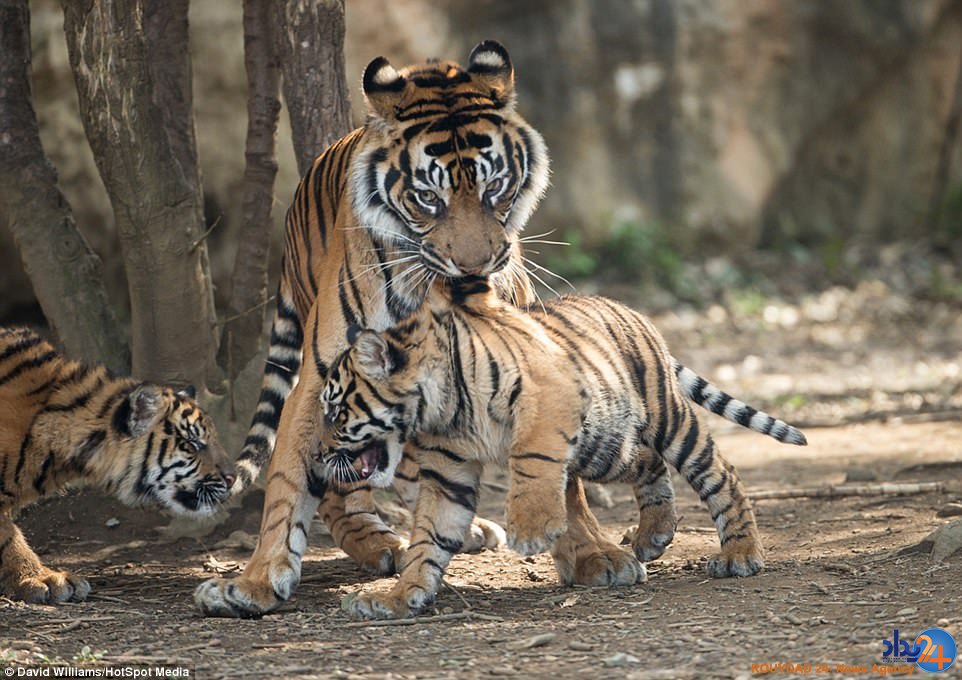 میانجیگری ببر مادر میان دو توله بازیگوش (تصاویر)