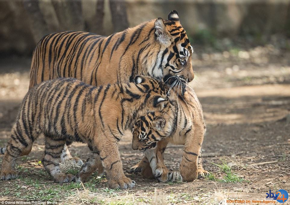 میانجیگری ببر مادر میان دو توله بازیگوش (تصاویر)