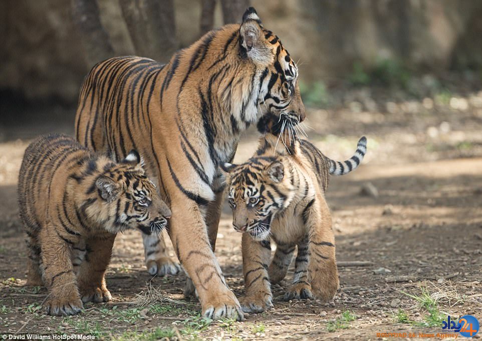 میانجیگری ببر مادر میان دو توله بازیگوش (تصاویر)