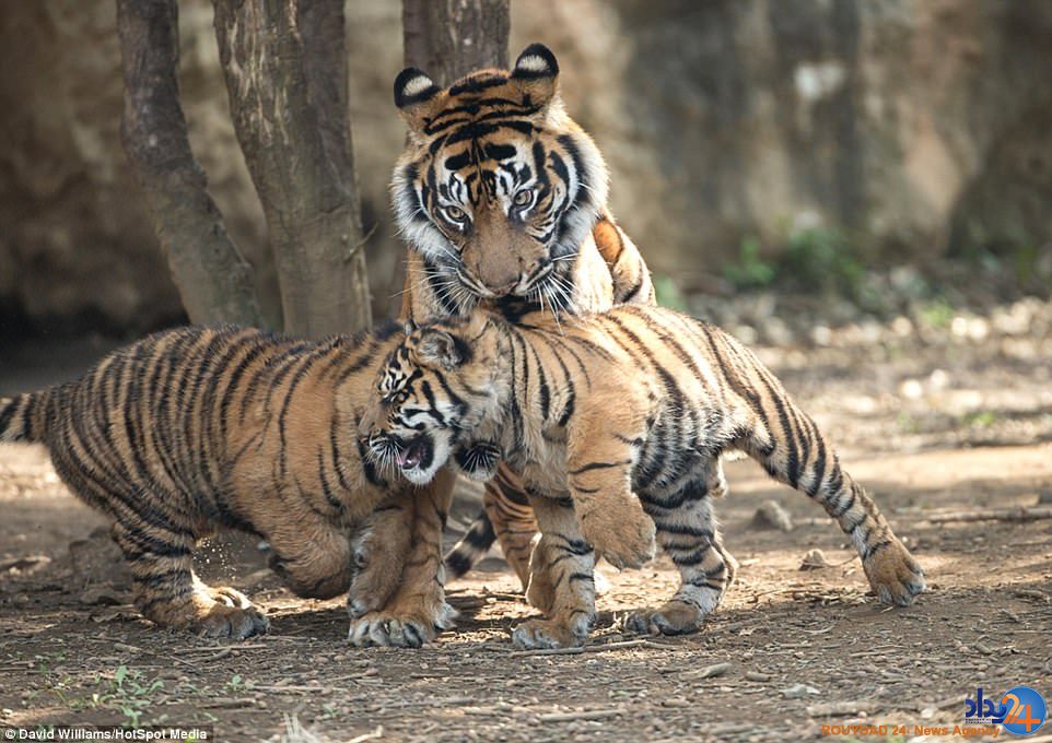 میانجیگری ببر مادر میان دو توله بازیگوش (تصاویر)