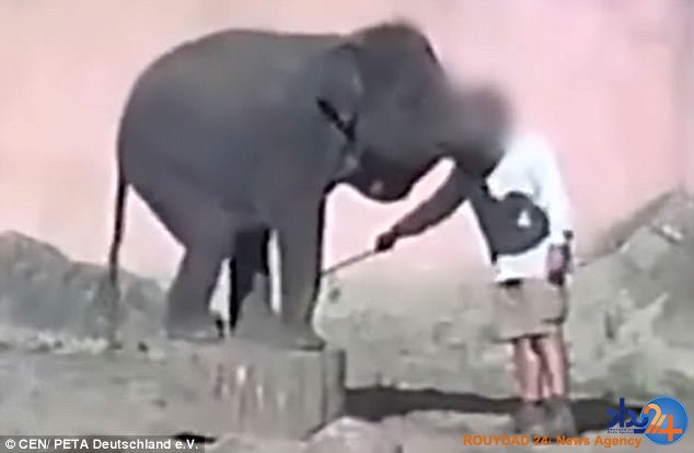 مسئول باغوحش آلمان فیلها را با شلاق و قلاب شکنجه میکند(فیلم و تصاویر) مسئول باغوحش آلمان فیلها را با شلاق و قلاب شکنجه میکند(فیلم و تصاویر)