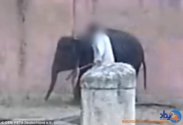 مسئول باغوحش آلمان فیلها را با شلاق و قلاب شکنجه میکند(فیلم و تصاویر) مسئول باغوحش آلمان فیلها را با شلاق و قلاب شکنجه میکند(فیلم و تصاویر)