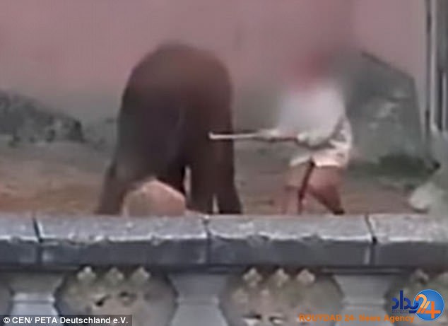 مسئول باغ‌وحش آلمان فیل‌ها را با شلاق و قلاب شکنجه می‌کند(فیلم و تصاویر)