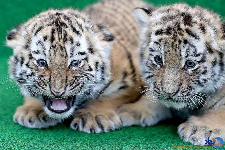 از توله ببرها در صف واکسن تا فیلهای بازیگوش از توله ببرها در صف واکسن تا فیلهای بازیگوش