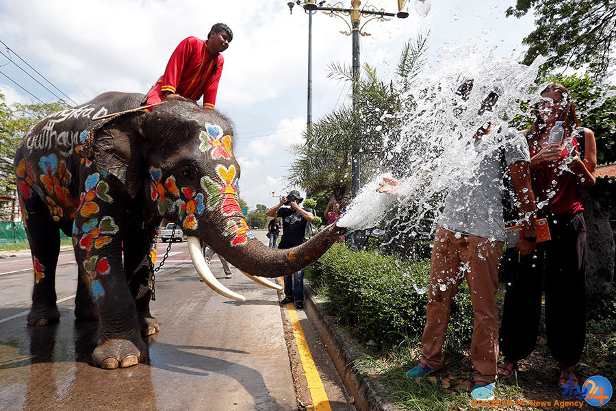 از توله ببرها در صف واکسن تا فیلهای بازیگوش از توله ببرها در صف واکسن تا فیلهای بازیگوش