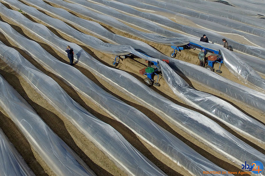 از توله ببرها در صف واکسن تا فیلهای بازیگوش از توله ببرها در صف واکسن تا فیلهای بازیگوش