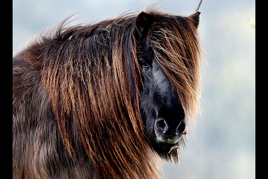 از توله ببرها در صف واکسن تا فیلهای بازیگوش از توله ببرها در صف واکسن تا فیلهای بازیگوش