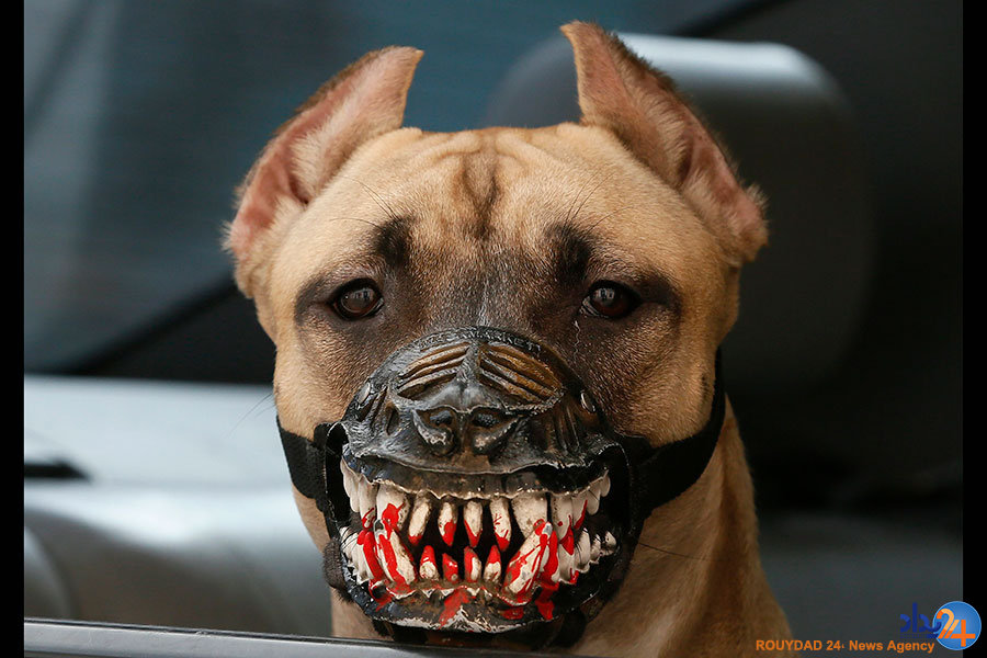 از مراسم پیش از عید پاک تا مراسم سال نو