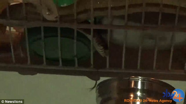 مار موزی از یخچال خانه سر درآورد (فیلم و تصاویر)