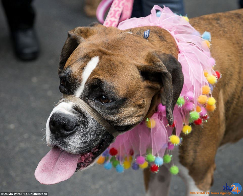 پوشش عجیب و رنگارنگ مردم در رژه یکشنبه عید پاک نیویورک (تصاویر)