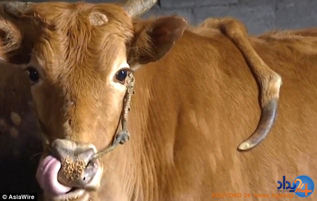 گوساله پنج‌پا در چین (تصاویر)