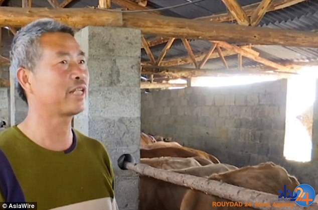 گوساله پنج‌پا در چین (تصاویر)