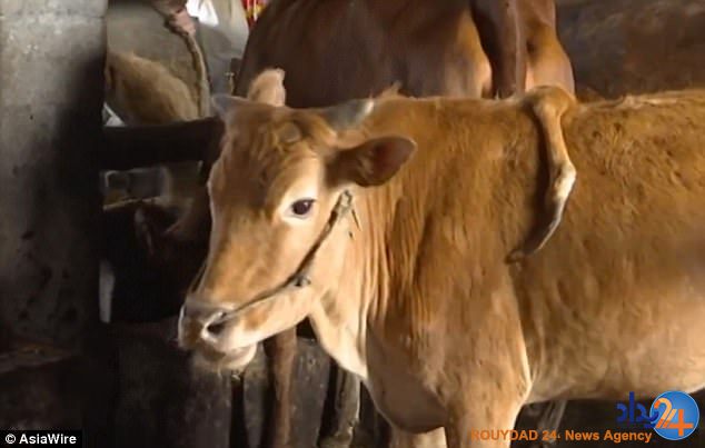 گوساله پنج‌پا در چین (تصاویر)