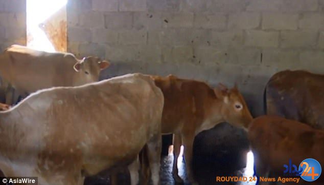 گوساله پنج‌پا در چین (تصاویر)