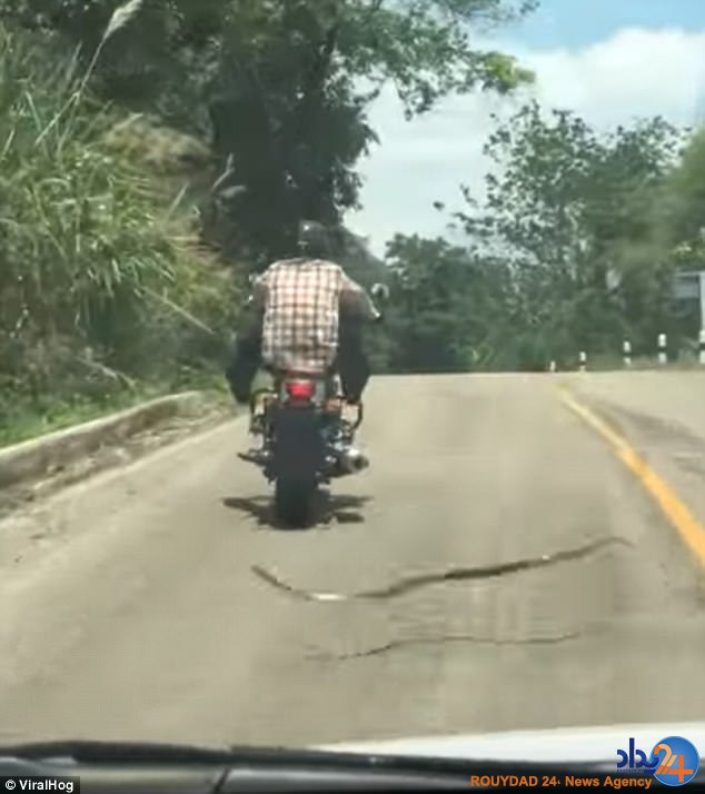 پرش نیم‌متری مار برای نیش زدن موتورسوار (فیلم و تصاویر)