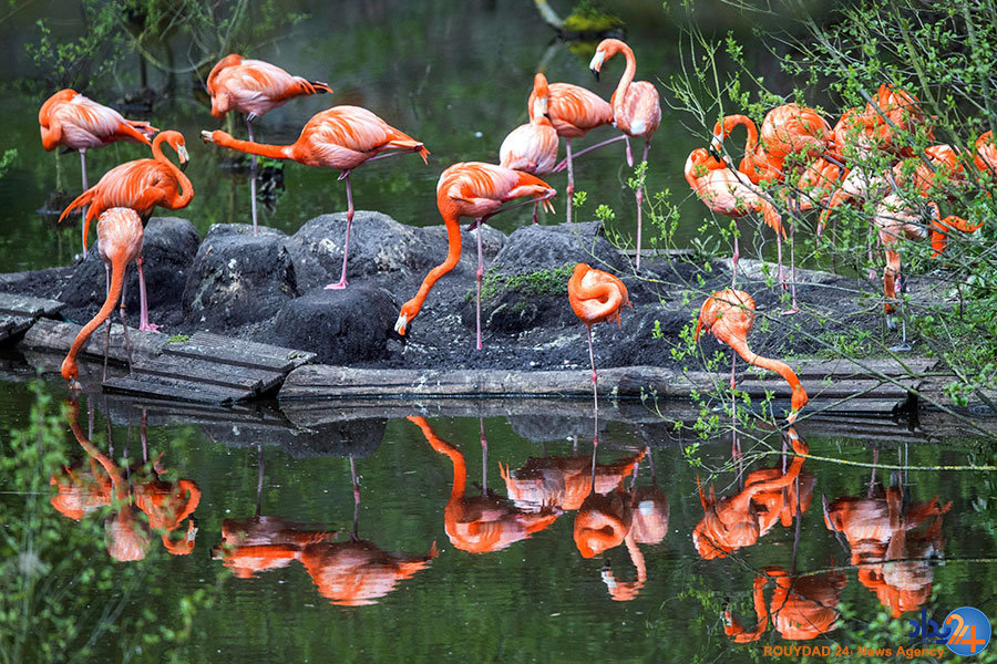 از دختر اسرائیلی پشت مسلسل تا دختران سوری در کلاس ایمنی جنگ از دختر اسرائیلی پشت مسلسل تا دختران سوری در کلاس ایمنی جنگ