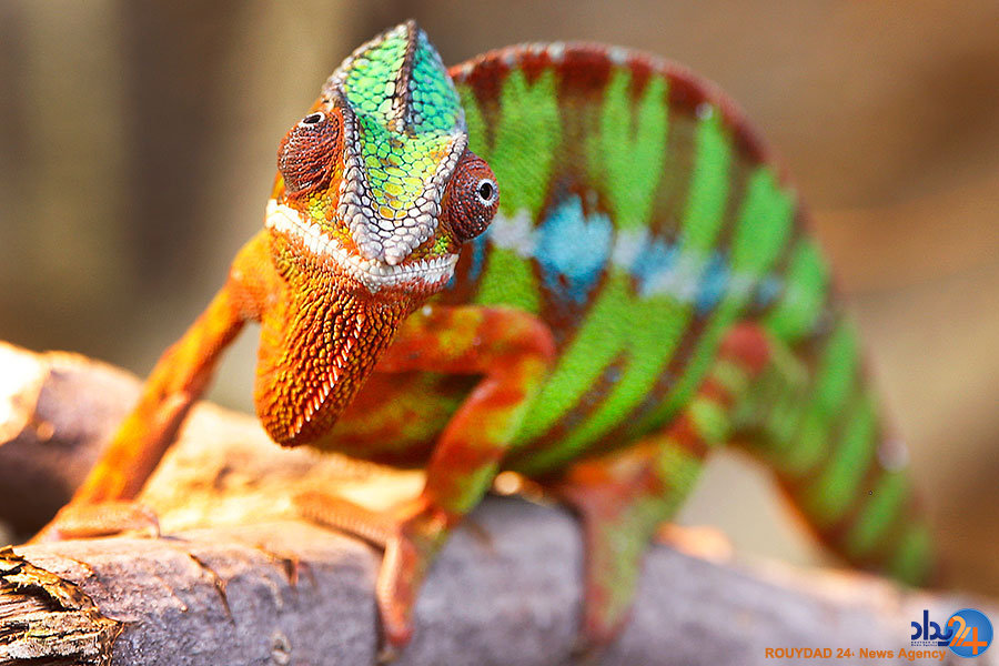 از سوارکاری در گل تا تخلیه شن از قایق از سوارکاری در گل تا تخلیه شن از قایق