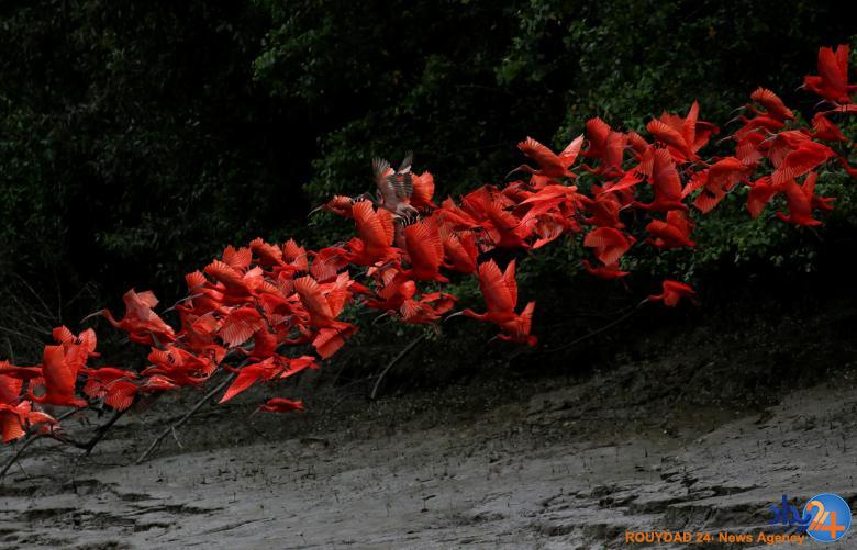 از پوتین در حال حاکی تا لکلکهای قرمز از پوتین در حال حاکی تا لکلکهای قرمز