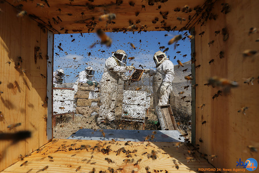 از دیدهبانی در موصل تا زنبورداری در نوار غزه از دیدهبانی در موصل تا زنبورداری در نوار غزه
