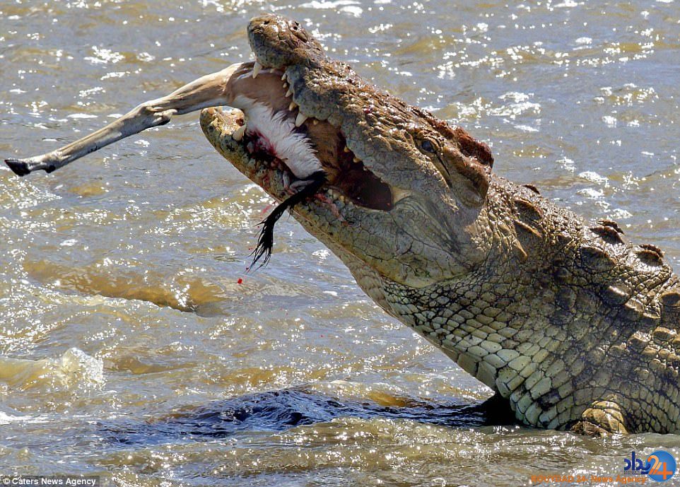 غزالی که یک لقمه تمساح عظیم‌الجثه شد (تصاویر)