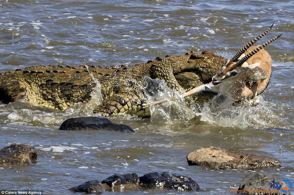 غزالی که یک لقمه تمساح عظیم‌الجثه شد (تصاویر)