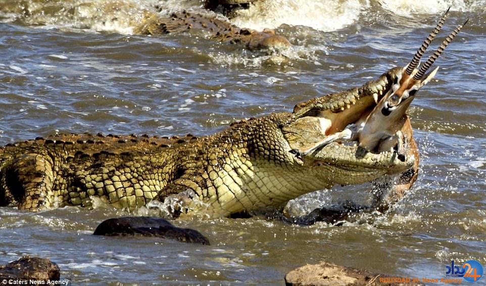 غزالی که یک لقمه تمساح عظیم‌الجثه شد (تصاویر)