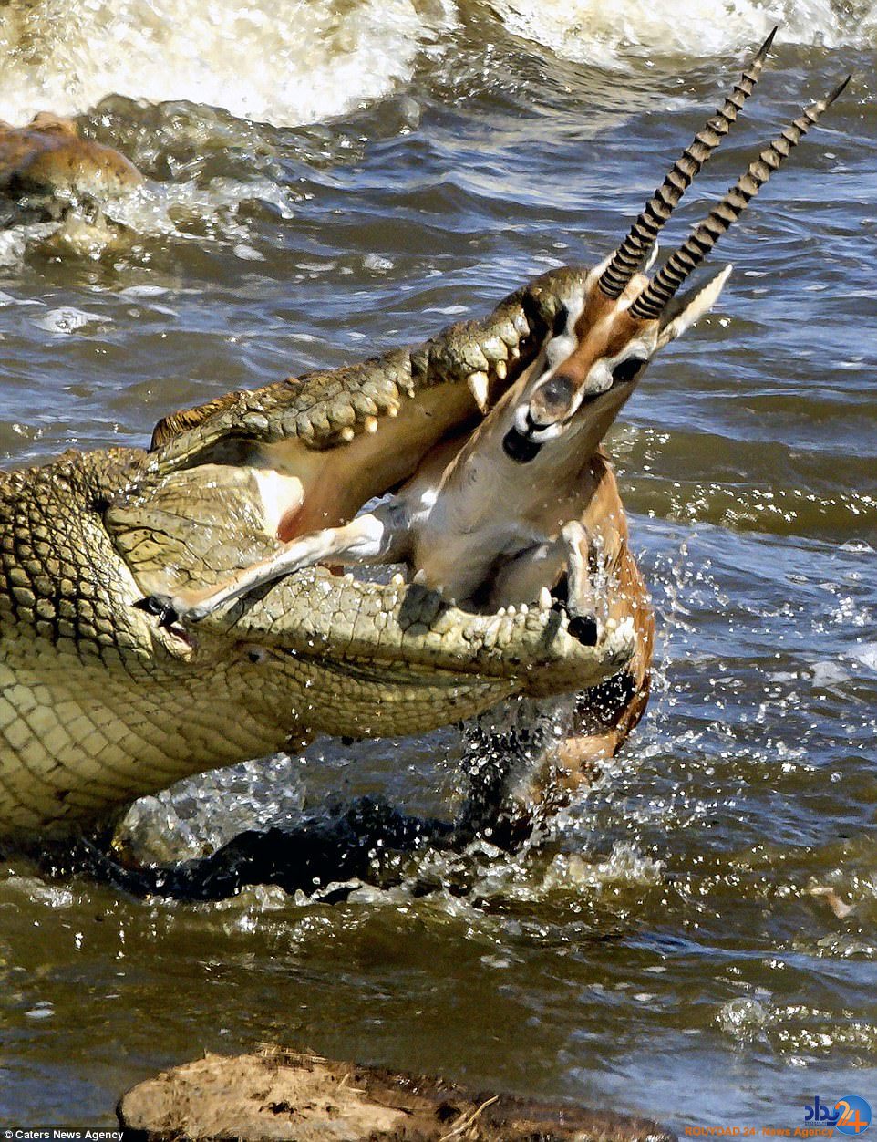 غزالی که یک لقمه تمساح عظیم‌الجثه شد (تصاویر)