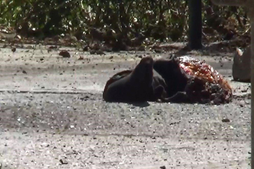 تیراندازی در راهروهای مجلس و حرم امام/عاملان 4 نفر بودند، 8 نفر زخمی شده اند/عامل انتحاری خود را در حرم امام منفجر کرد/ ماموران در حال خنثیسازی بمب در حرم/ درگیری ها ادامه دارد (تصاویر) تیراندازی در راهروهای مجلس و حرم امام/عاملان 4 نفر بودند، 8 نفر زخمی شده اند/عامل انتحاری خود را در حرم امام منفجر کرد/ ماموران در حال خنثیسازی بمب در حرم/ درگیری ها ادامه دارد (تصاویر)