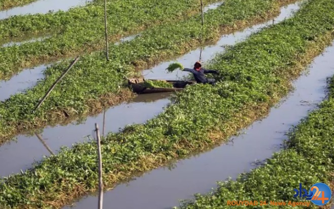 دشت خشخاش‌ها و شکار لحظه‌ها