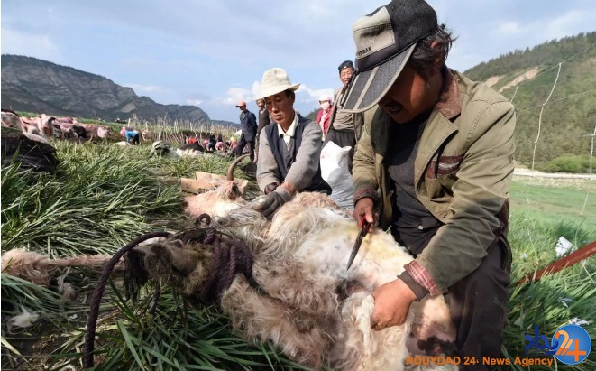 دشت خشخاش‌ها و شکار لحظه‌ها