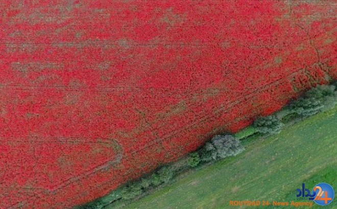 دشت خشخاش‌ها و شکار لحظه‌ها