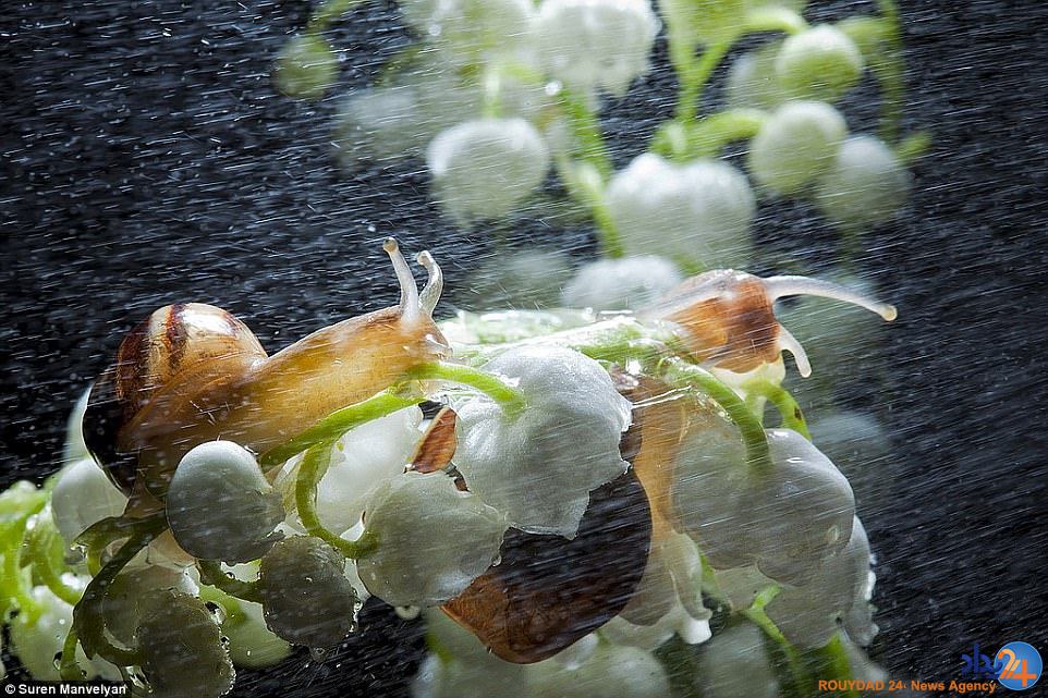 تصاویر بسته از حلزون‌هایی که در باران زیبا می‌شوند