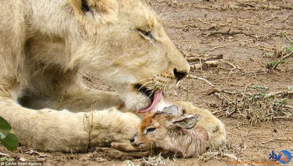 محبت مادرانه شیر شکارچی به بره آهو (فیلم و تصاویر)