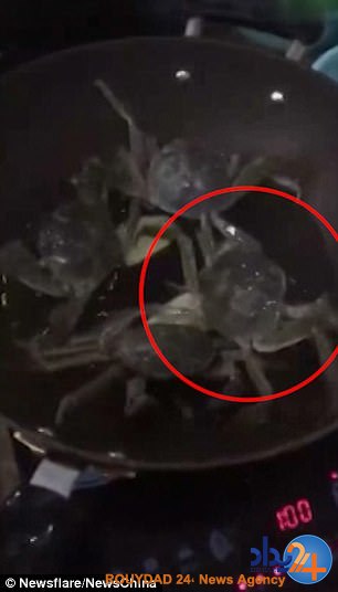 خرچنگ قهرمان با خاموش کردن گاز جان خود را نجات داد (فیلم و تصاویر)