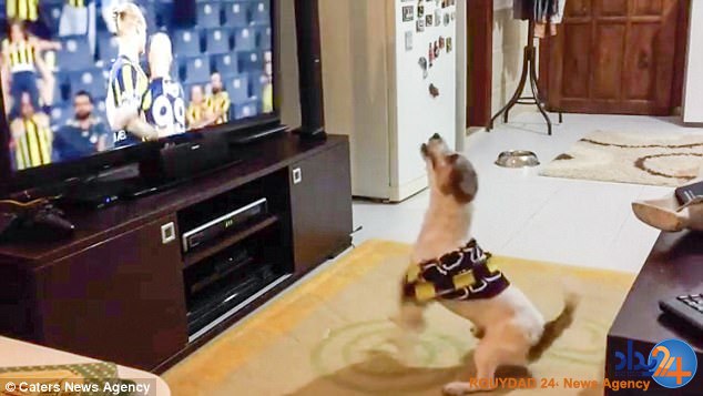 واکنش سگ عاشق فوتبال هنگام پیروزی تیمش (فیلم و تصاویر)