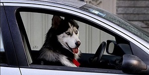 شغل سگ‌گردانی با روزی ۱۵۰ هزار تومان درآمد!