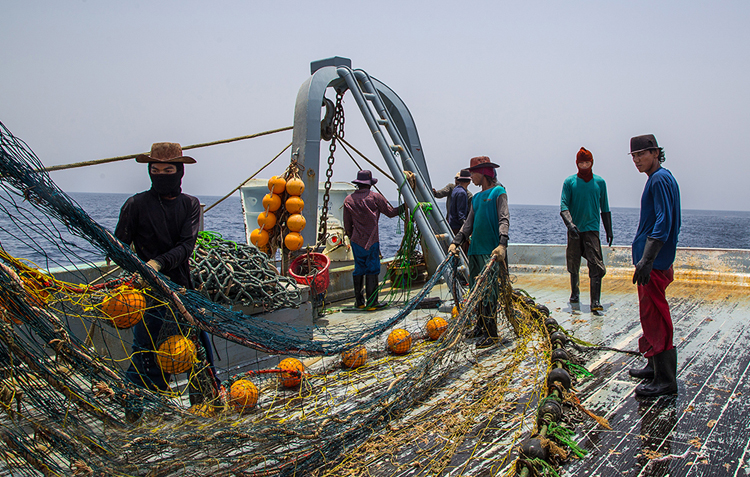 چرا قیمت میگو دو برابر شد؟/ آبزیان ایران سر سفره عراقیها و چینها