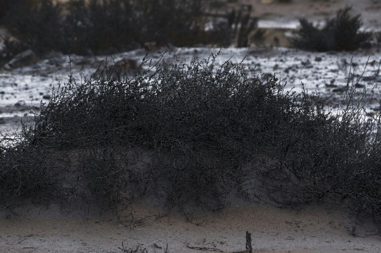 سایه مرگبار مالچ‌پاشی بر طبیعت خوزستان +تصاویر