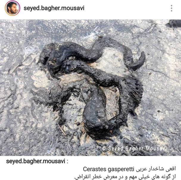 سایه مرگبار مالچ‌پاشی بر طبیعت خوزستان +تصاویر