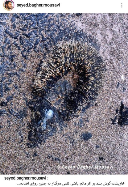 سایه مرگبار مالچ‌پاشی بر طبیعت خوزستان +تصاویر