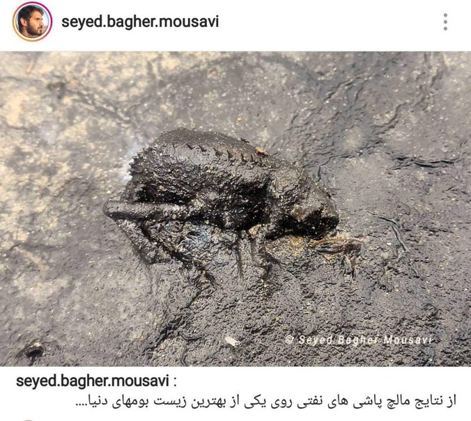 سایه مرگبار مالچ‌پاشی بر طبیعت خوزستان +تصاویر