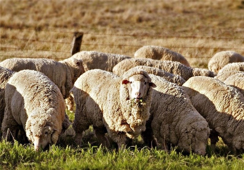 گوسفندهای رومانی در راه ایران