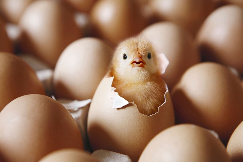 قیمت جدید جوجه یک روزه اعلام شد+ سند