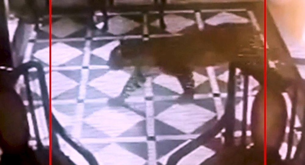 کلیپ جالبی از لحظه ورود ناگهانی ببر به لابی هتل در هند!