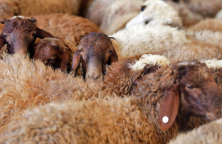 قاچاق دام زنده به کشور‌های عربی با لنج