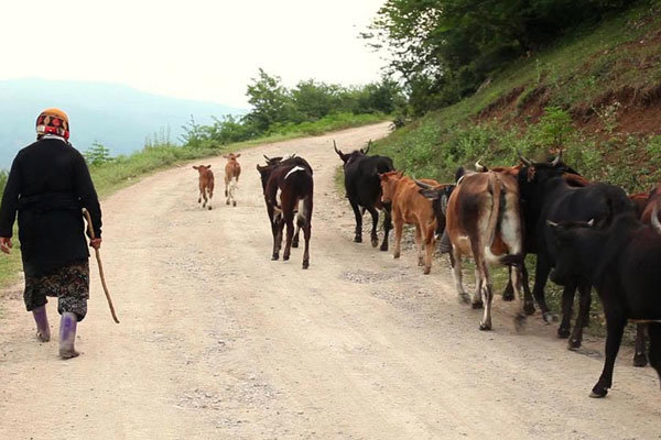 پیرزنی که گاوها بیشتر از انسان‌ها او را می‌فهمند