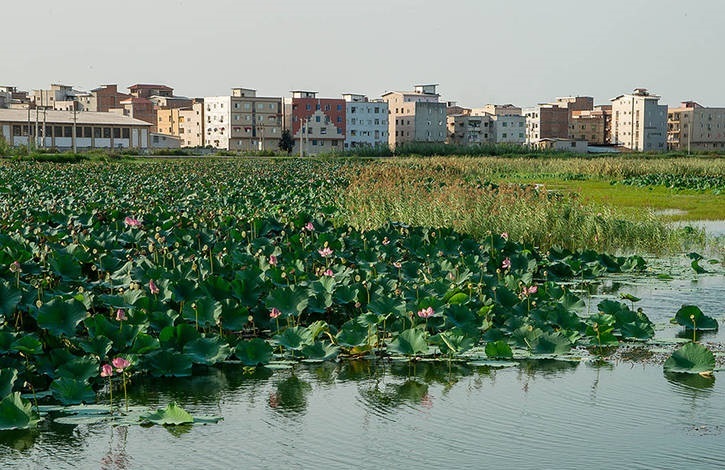 تالابی در ایران که سرطان زا شده است! تالابی در ایران که سرطان زا شده است!