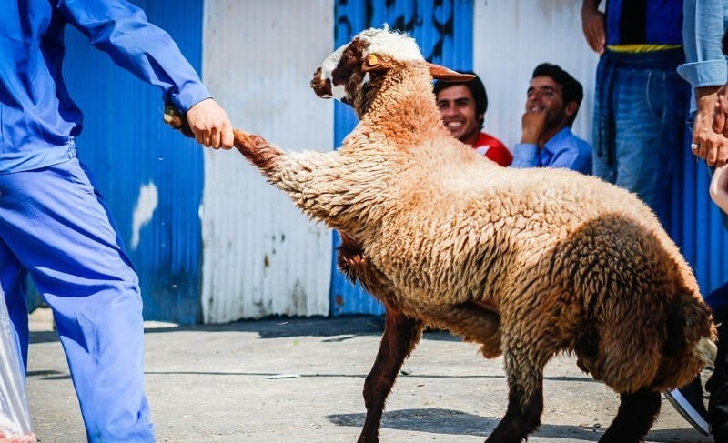 کشورهای عربی دام زنده ایرانی را چند می‌خرند؟