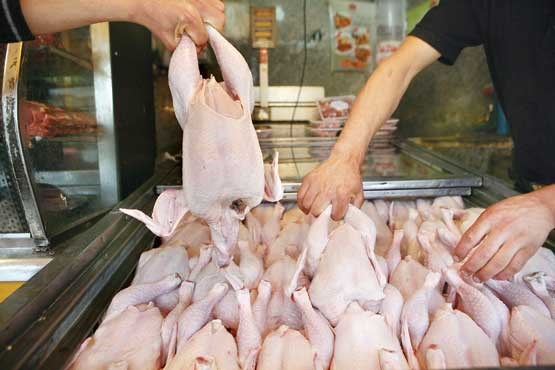 واردات جوجه با تلفات سنگین صورت می‌گیرد/ صادرات مرغ در قاموس قاچاق بازسازی خواهد شد!