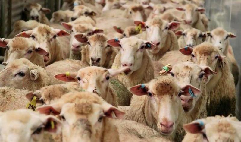 واردات ۲ هزار راس گوسفند زنده از رومانی
